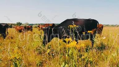 农场牛在<strong>牧场</strong>放牧。 在野外放牧。 <strong>奶</strong>牛吃草。 <strong>奶</strong>牛吃草。
